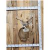 Image 1 : 5x5 Whitetail Shoulder Mount Taxidermy