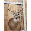 Image 2 : 5x5 Whitetail Shoulder Mount Taxidermy