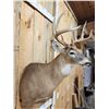 Image 3 : 5x5 Whitetail Shoulder Mount Taxidermy