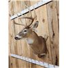 Image 4 : 5x5 Whitetail Shoulder Mount Taxidermy