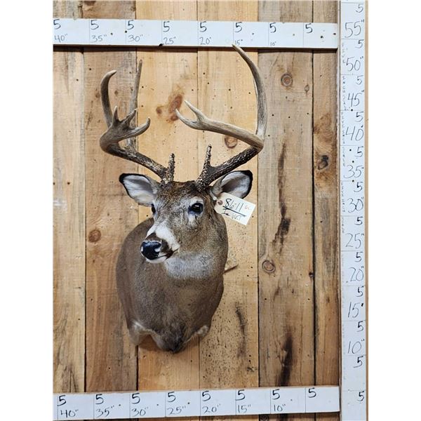 146" Wild Missouri Whitetail Shoulder Mount Taxidermy