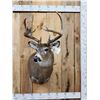 Image 1 : 146" Wild Missouri Whitetail Shoulder Mount Taxidermy