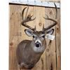 Image 2 : 146" Wild Missouri Whitetail Shoulder Mount Taxidermy