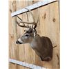 Image 3 : 146" Wild Missouri Whitetail Shoulder Mount Taxidermy