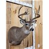 Image 4 : 146" Wild Missouri Whitetail Shoulder Mount Taxidermy