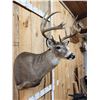 Image 5 : 146" Wild Missouri Whitetail Shoulder Mount Taxidermy