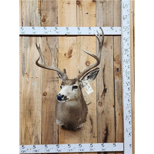 6x5 Mule Deer Shoulder Mount Taxidermy
