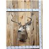 Image 1 : 6x5 Mule Deer Shoulder Mount Taxidermy