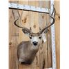Image 2 : 6x5 Mule Deer Shoulder Mount Taxidermy