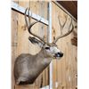 Image 3 : 6x5 Mule Deer Shoulder Mount Taxidermy
