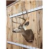 Image 4 : 6x5 Mule Deer Shoulder Mount Taxidermy