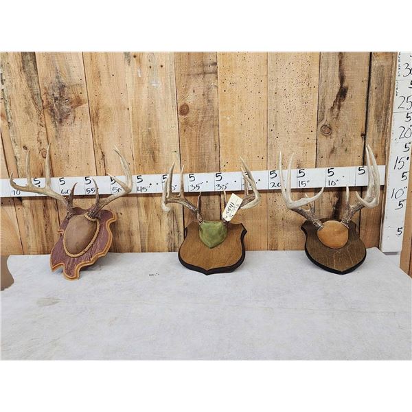 3 Sets Of Whitetail Antlers On Plaques