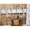 Image 2 : 3 Sets Of Whitetail Antlers On Plaques