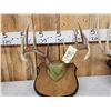 Image 3 : 3 Sets Of Whitetail Antlers On Plaques