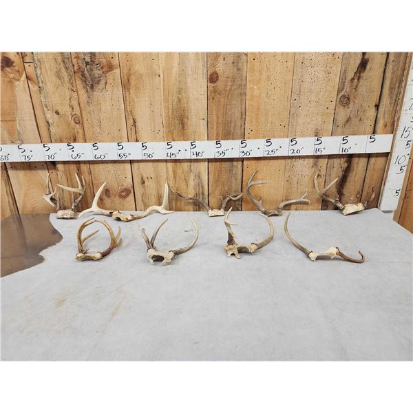 Collection Of 9 Freak Nontypical Whitetail Antlers On Skull Plates