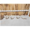 Image 1 : Collection Of 9 Freak Nontypical Whitetail Antlers On Skull Plates