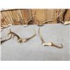 Image 3 : Collection Of 9 Freak Nontypical Whitetail Antlers On Skull Plates