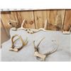 Image 5 : Collection Of 9 Freak Nontypical Whitetail Antlers On Skull Plates