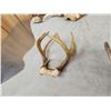 Image 6 : Collection Of 9 Freak Nontypical Whitetail Antlers On Skull Plates