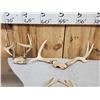 Image 7 : Collection Of 9 Freak Nontypical Whitetail Antlers On Skull Plates