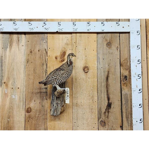 Grouse Full Body Bird Taxidermy