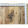 Image 1 : Grouse Full Body Bird Taxidermy