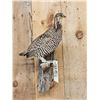 Image 2 : Grouse Full Body Bird Taxidermy