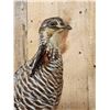 Image 3 : Grouse Full Body Bird Taxidermy
