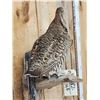 Image 4 : Grouse Full Body Bird Taxidermy