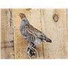 Image 2 : Grey Partridge Full Body Bird Taxidermy
