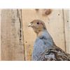 Image 3 : Grey Partridge Full Body Bird Taxidermy
