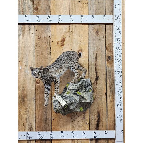 Juvenile Bobcat Full Body Taxidermy Mount