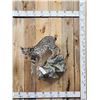 Image 1 : Juvenile Bobcat Full Body Taxidermy Mount