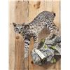 Image 2 : Juvenile Bobcat Full Body Taxidermy Mount