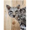 Image 3 : Juvenile Bobcat Full Body Taxidermy Mount