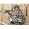 Image 4 : Juvenile Bobcat Full Body Taxidermy Mount