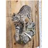 Image 5 : Juvenile Bobcat Full Body Taxidermy Mount