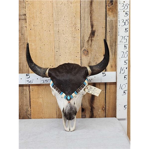 American Bison Buffalo Decorated Skull Taxidermy