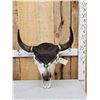 Image 1 : American Bison Buffalo Decorated Skull Taxidermy