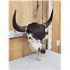 Image 2 : American Bison Buffalo Decorated Skull Taxidermy