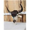 Image 3 : American Bison Buffalo Decorated Skull Taxidermy