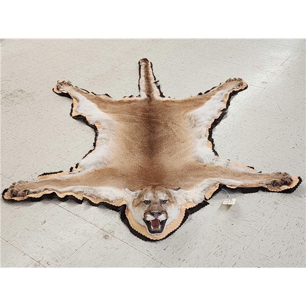 Mountain Lion Cougar Rug Taxidermy