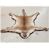Image 1 : Mountain Lion Cougar Rug Taxidermy