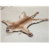 Image 2 : Mountain Lion Cougar Rug Taxidermy