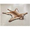 Image 3 : Mountain Lion Cougar Rug Taxidermy