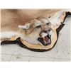 Image 4 : Mountain Lion Cougar Rug Taxidermy