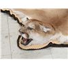 Image 6 : Mountain Lion Cougar Rug Taxidermy