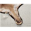 Image 7 : Mountain Lion Cougar Rug Taxidermy
