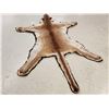 Image 8 : Mountain Lion Cougar Rug Taxidermy
