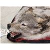 Image 3 : Canadian Wolf Rug Taxidermy